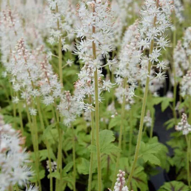 Tiarella 'Jeepers Creepers' ® ---